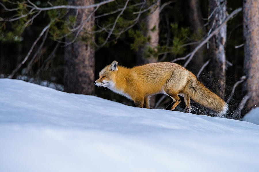 Watching A Fox Run Photograph by Yeates Photography