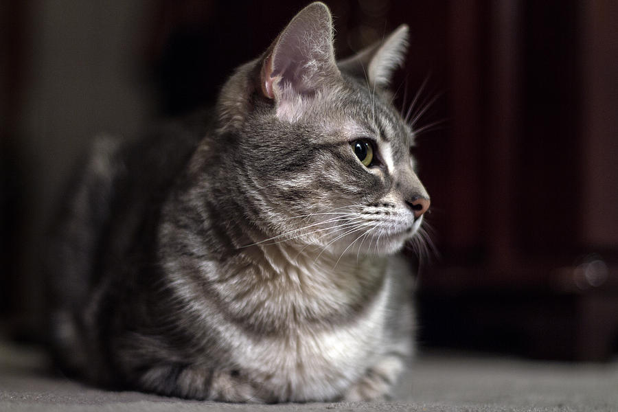 Cat Photograph - Watching by Andrea Kappler