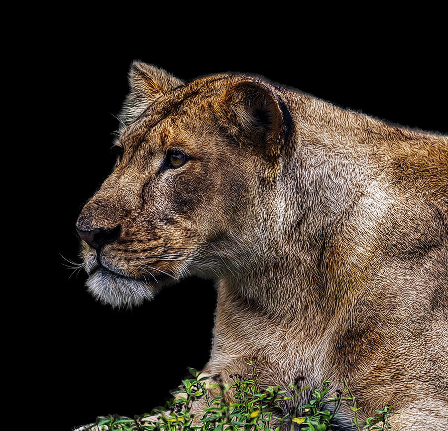 Lion Photograph - Watching Closely by Janet Fikar