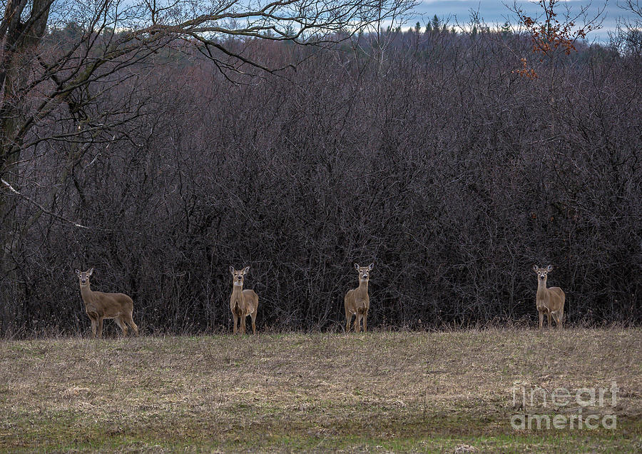 Watching Deer Photograph by Cheryl Baxter