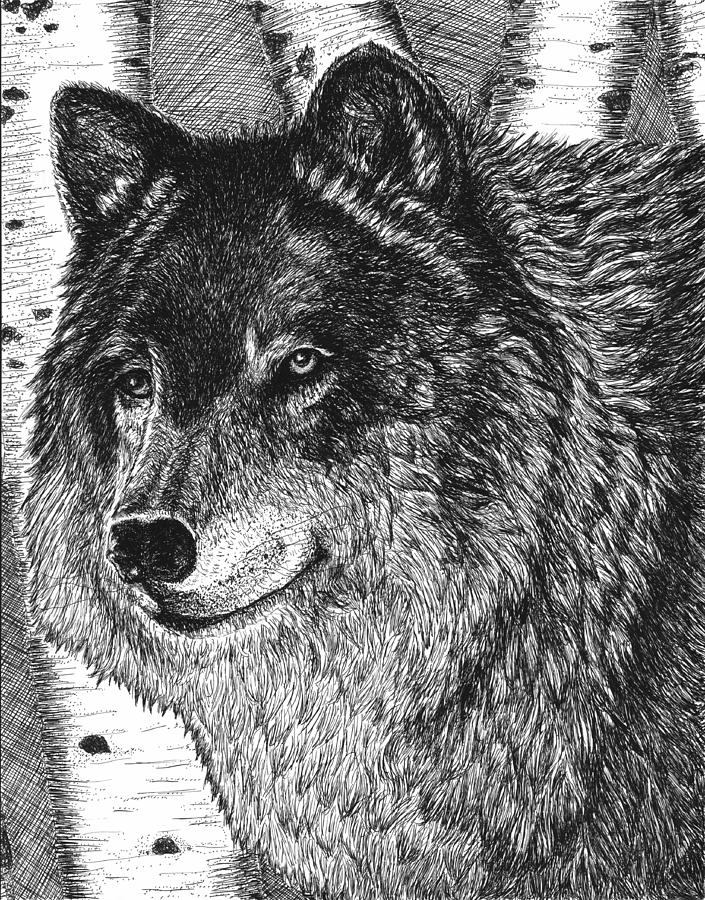 Wolf Drawing - Watching by Diane Sleger Wolf Drawing - Watching by Diane Sleger