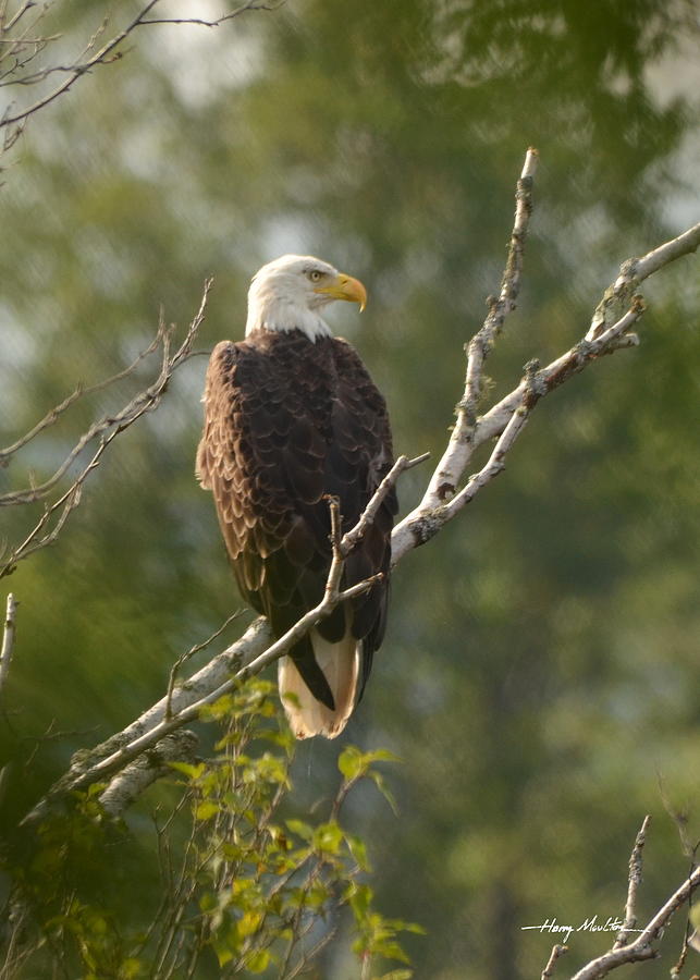Watching Eagle Photograph by Harry Moulton