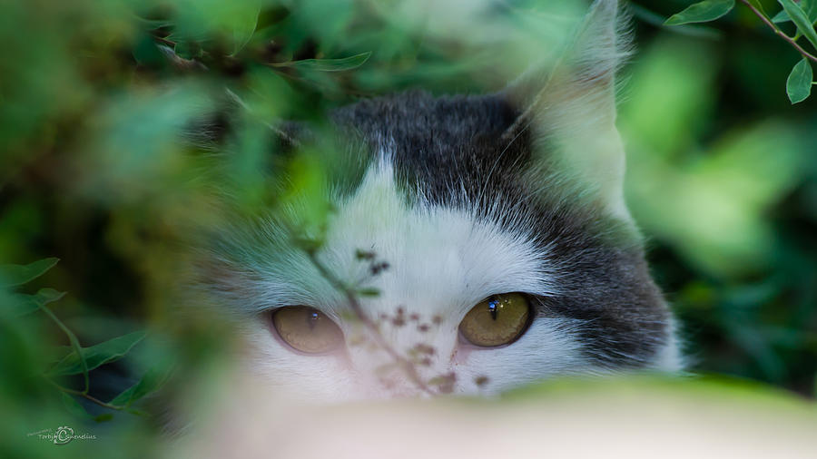 Watching Eyes Photograph by Torbjorn Swenelius