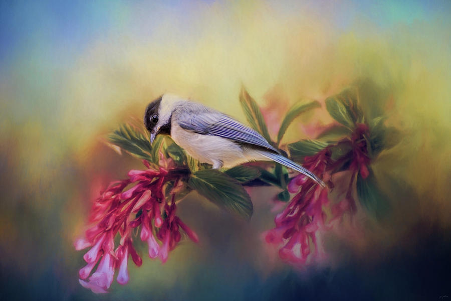 Bird Photograph - Watching Flowers Bloom Bird Art by Jai Johnson