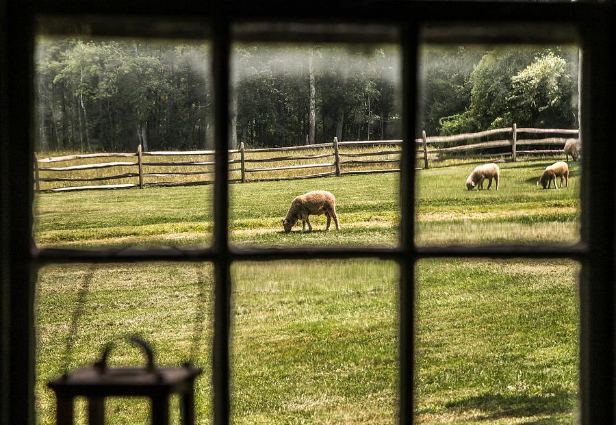 Sheep Photograph - Watching From Within by Lisa Hurylovich