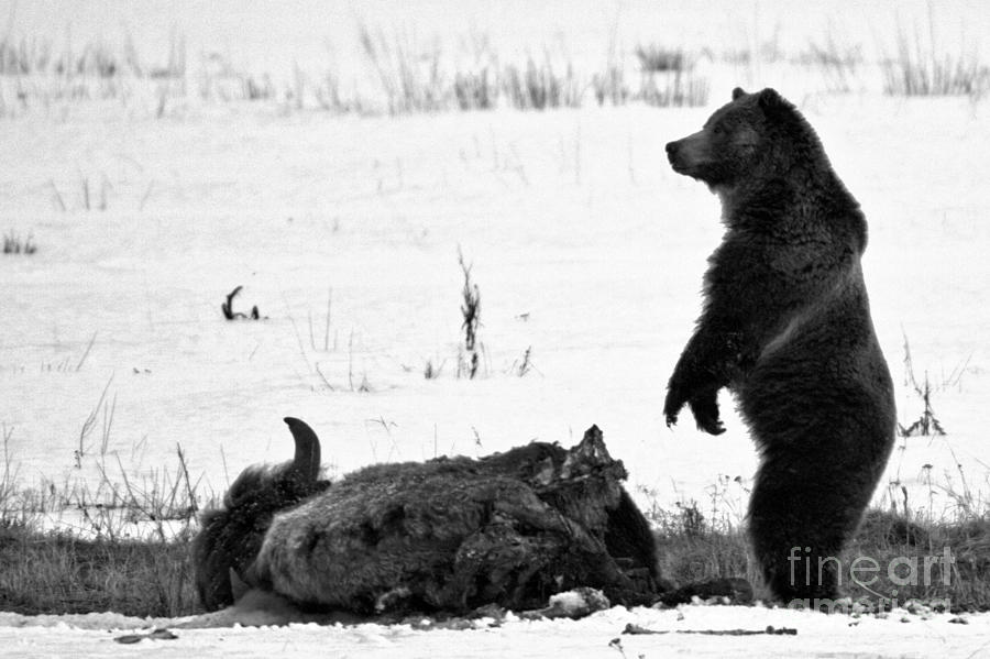 Watching Over My Meat Yellowstone Grizzly 2018 Crop Black And White Photograph by Adam Jewell