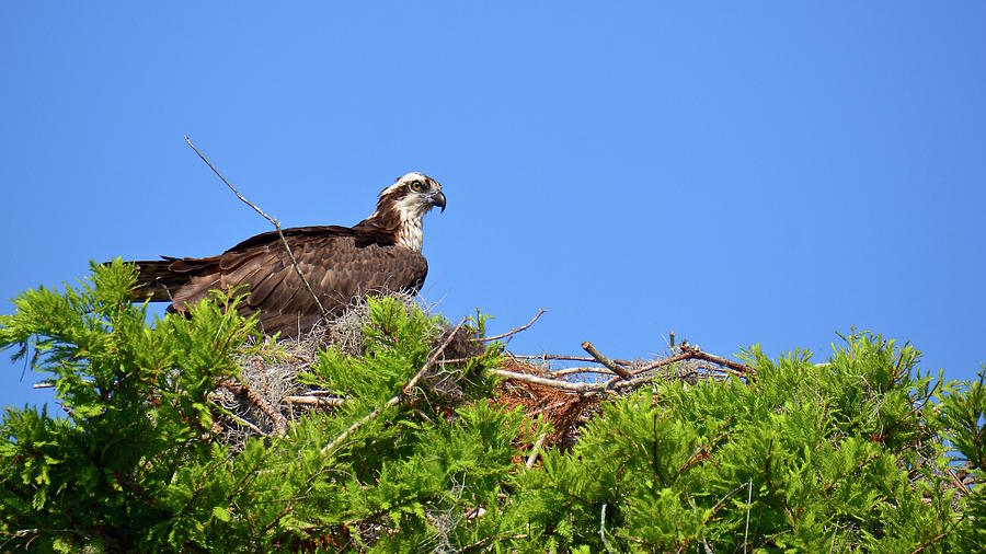 Watching Over The Nest Photograph by Carol Bradley