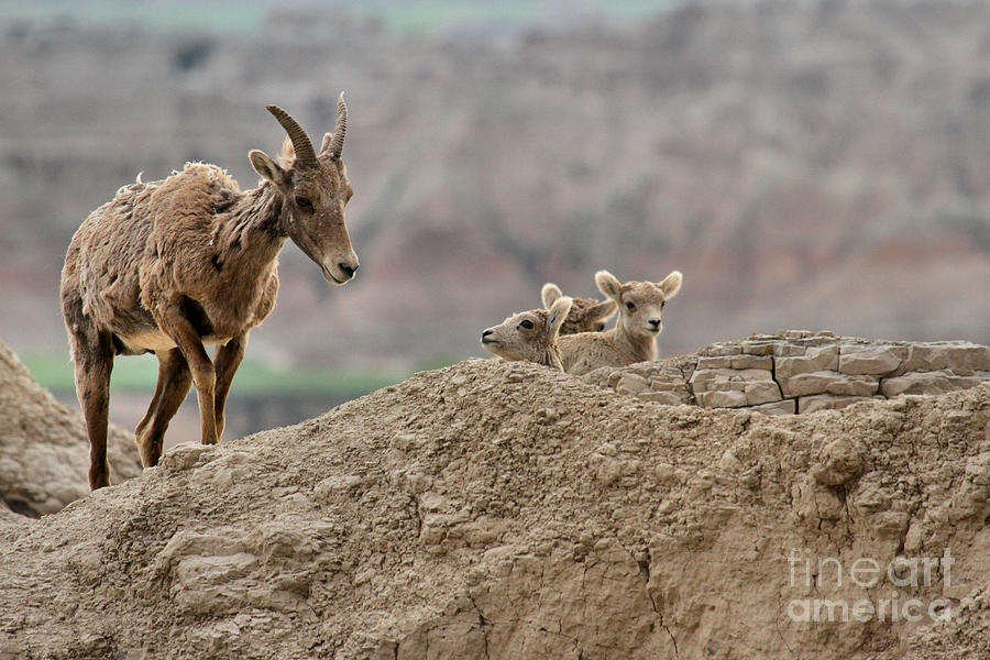 Badlands National Park Photograph - Watching Over The Youngsters by Adam Jewell