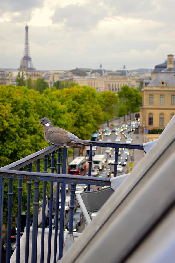Watching Paris From Above Photograph by Marla McPherson