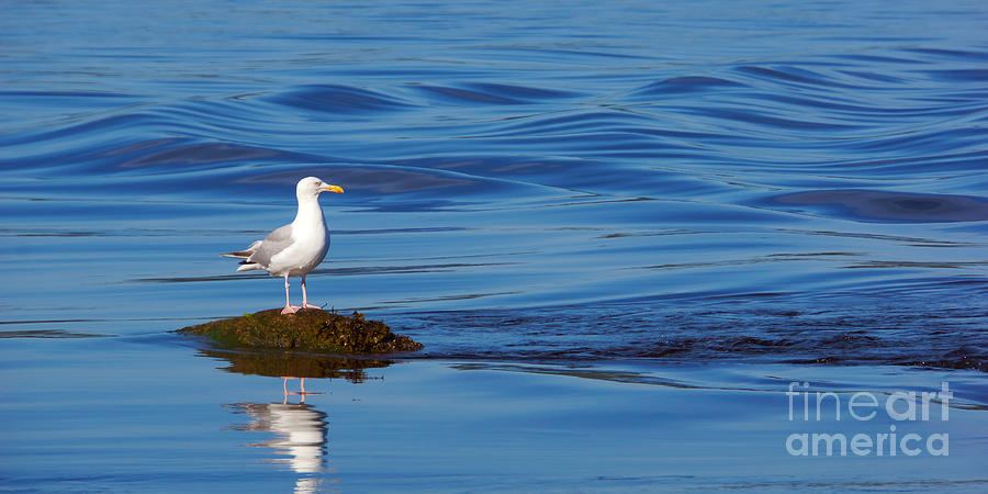 Seagull Photograph - Watching Seagull by Lutz Baar