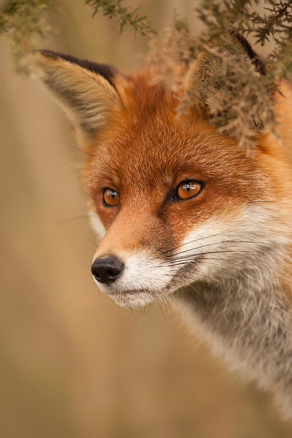 Watching by Simon Litten Watching by Simon Litten