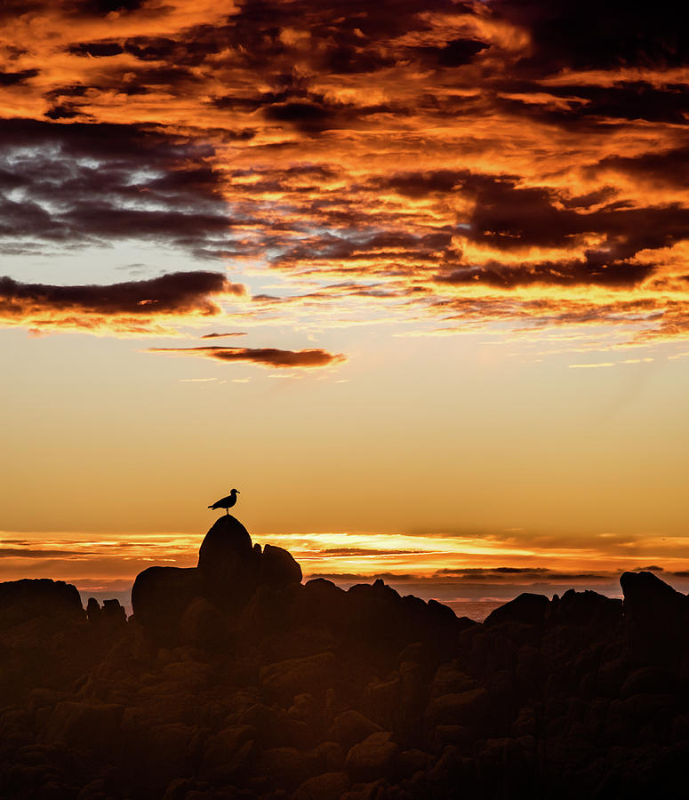Watching Sunset Photograph by Alan Hart