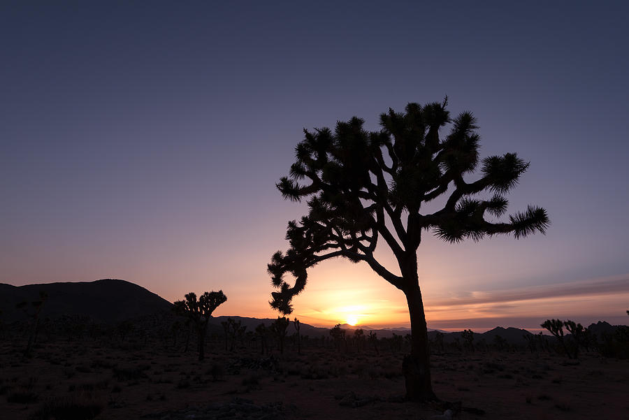 Mystical Sunset Joshua Tree National Park Photograph by Joseph S Giacalone