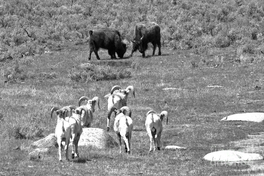 Watching The Bison Brawl Black And White Photograph by Adam Jewell
