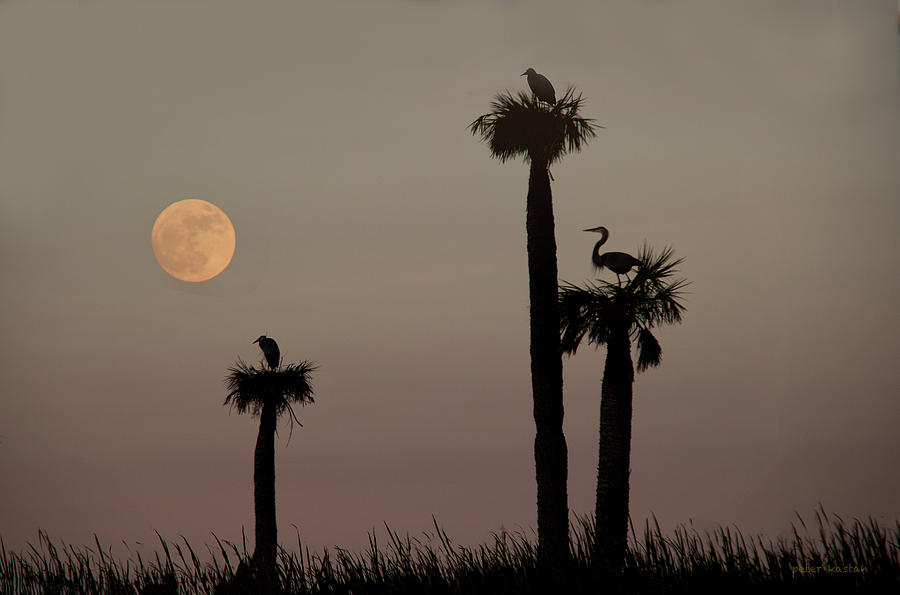 Sunset Photograph - Watching The Moon by Peter Kastan