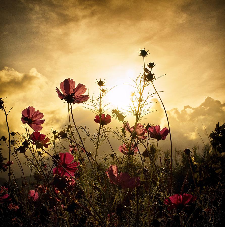 Flowers Photograph - Watching the Sun by Christian Marcel