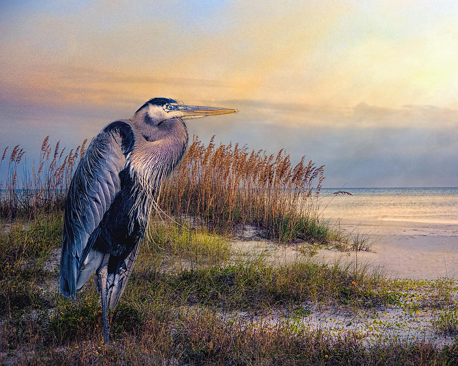 Heron Photograph - Watching the sun go down by Brian Tarr