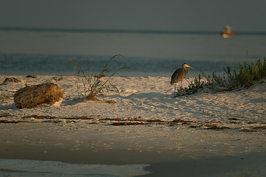 Bird Photograph - Watching the Sunset  by Lucinda  M Wickham