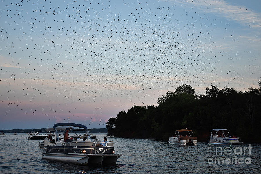 Watching The Swarm Photograph by Skip Willits