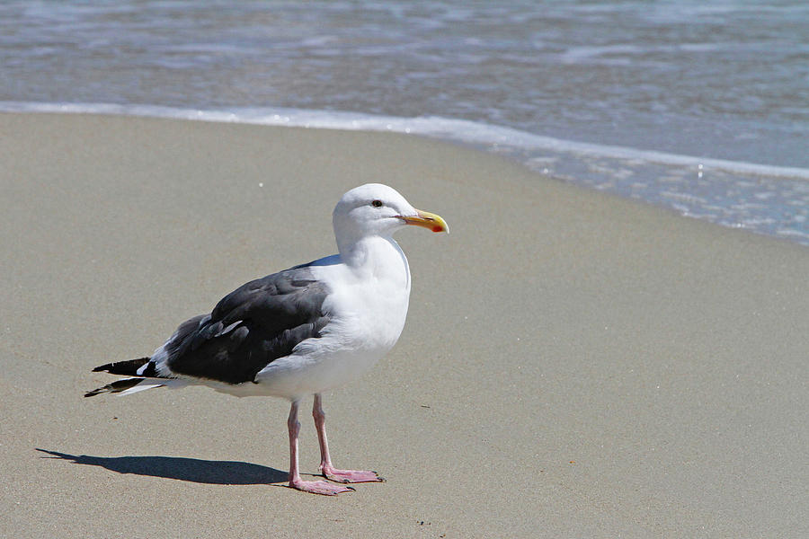 Seagull Photograph - Watching the Waves  by Shoal Hollingsworth