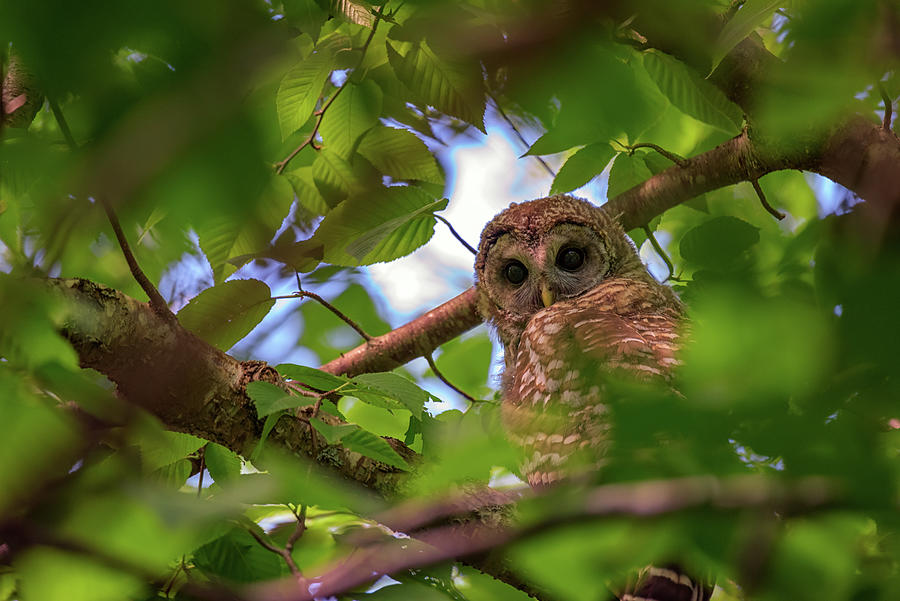 Owl Photograph - Watching Through The Trees by Rick Berk
