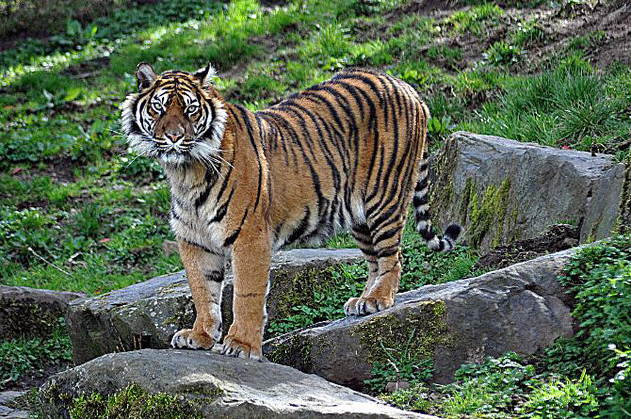 Watching Tiger Photograph by John Hughes