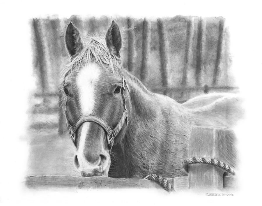 Horse Drawing - Watching You by Douglas Kochanski