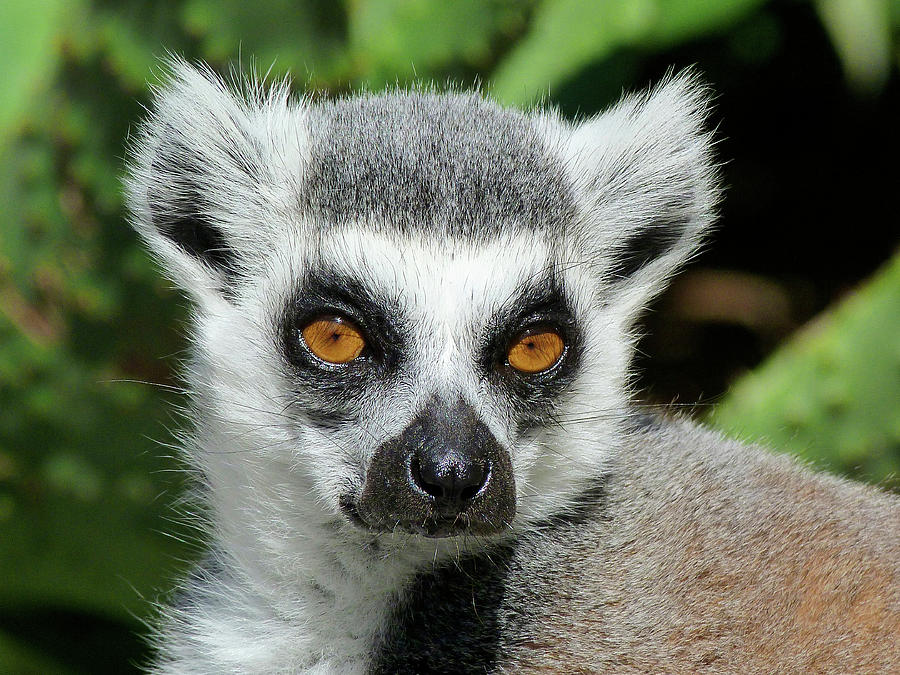 Watching You - Ring-tailed Lemur Photograph by Margaret Saheed