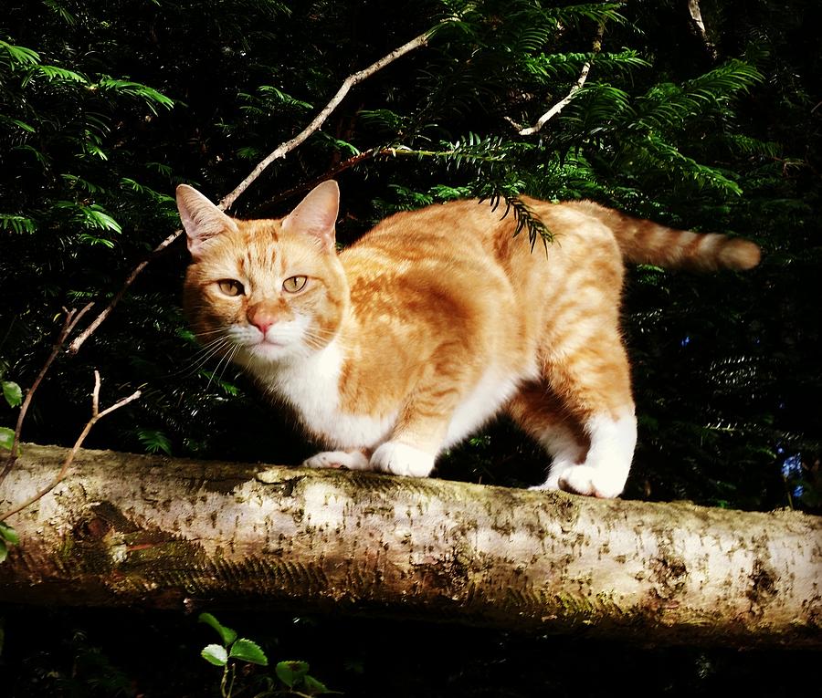 Cat Photograph - Up Here by Rowena Tutty