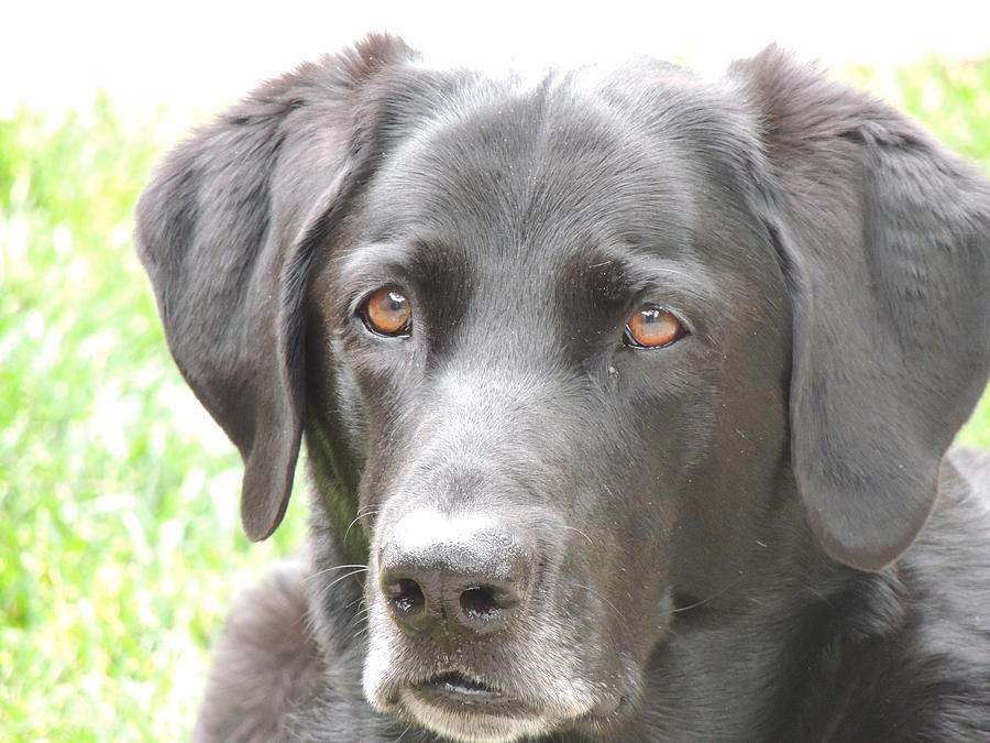 Watching You Photograph by Traci Hallstrom | Fine Art America