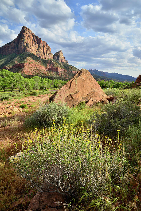 Watchman Wildflowers Photograph by Ray Mathis