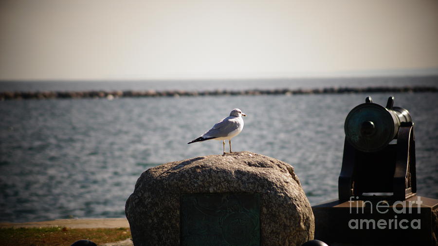 Seagull Photograph - Watchtower by Cj Mainor