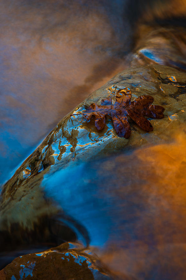 Water a Leaf Photograph by Dustin LeFevre