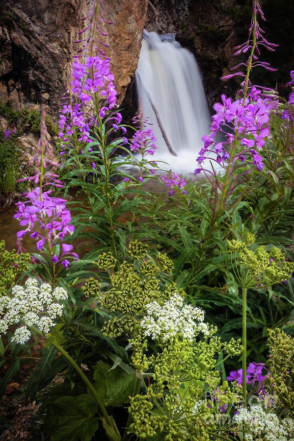 Water and Flowers Photograph by Steven Reed