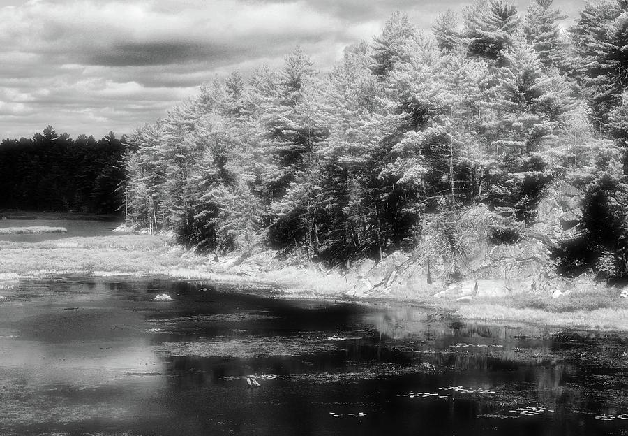Water And Forest BW  Photograph by Lyle Crump