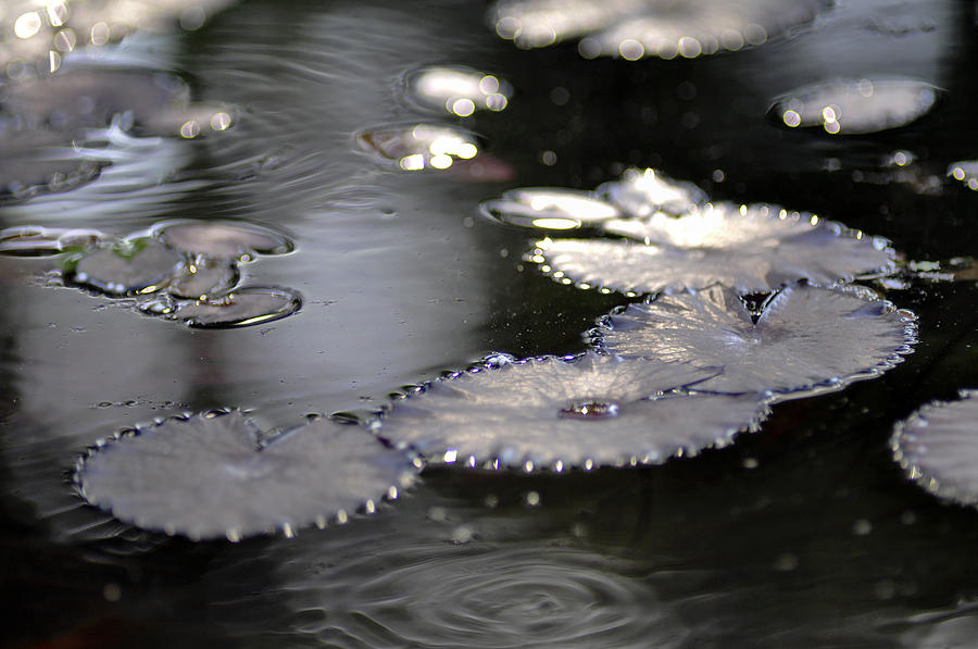 Water Photograph - Water And Leafs by Dubi Roman