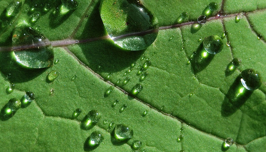 Waterdrops Photograph - Water and Light by Marilynne Bull