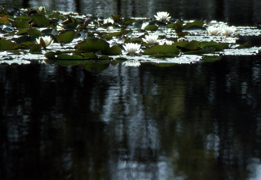Water and Lily Pads  Photograph by Lyle Crump