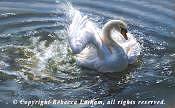 Swan Painting - Water Ballet - Mute Swan by Rebecca Latham Swan Painting - Water Ballet - Mute Swan by Rebecca Latham