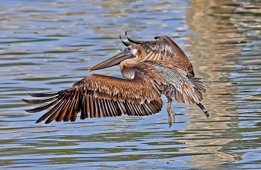 Water Ballet - Brown Pelican Photograph by HH Photography of Florida