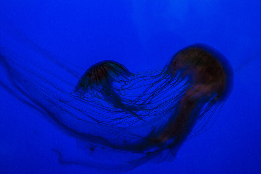 Fish Photograph - Water ballet by Lisa Brandel