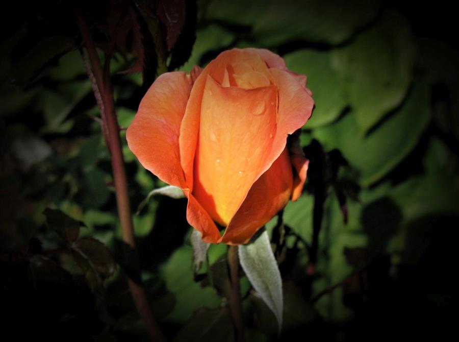 Rose Photograph - Water Beads on Orange Rose by GinA Captured Images of Maine