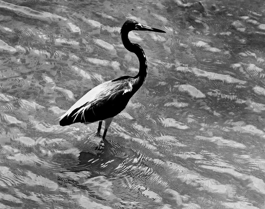 Water Bird in Padre Island Photograph by Jorge Gaete | Fine Art America