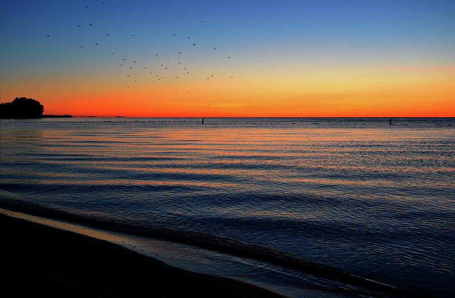 Water Birds At Dawn On Lake Simcoe  Photograph by Lyle Crump
