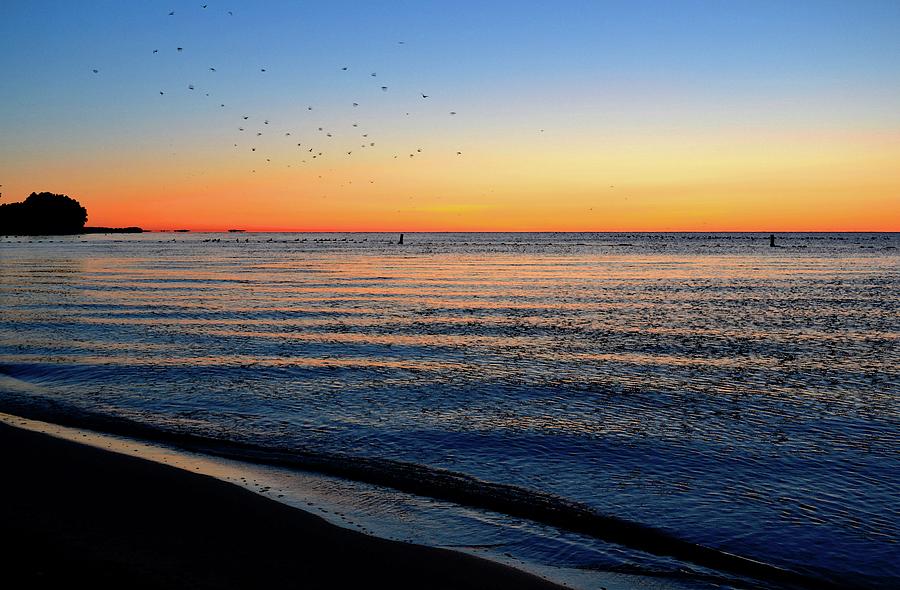 Water Birds At Dawn On Lake Simcoe Two  Digital Art by Lyle Crump