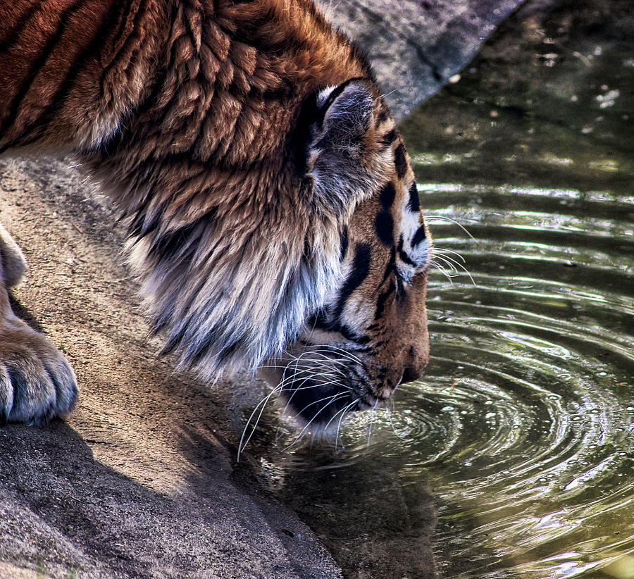Wildlife Photograph - Water Break by Martin Newman