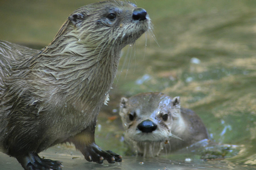 Water Buddies Photograph by Belinda Stucki