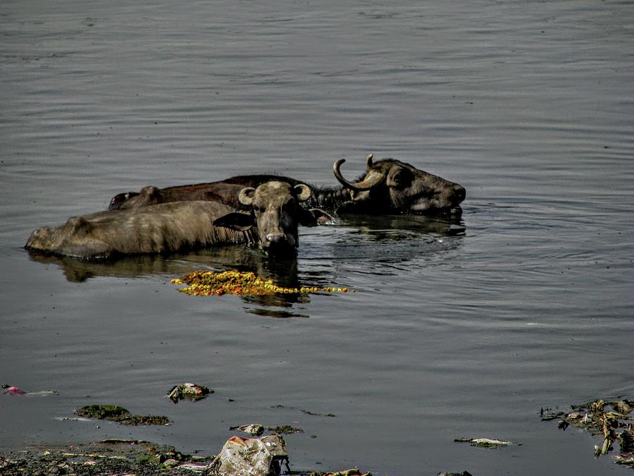 Water Buffalo-India Photograph by Duncan Davies