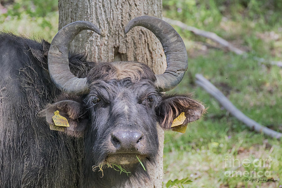 Water buffalo Photograph by Jivko Nakev