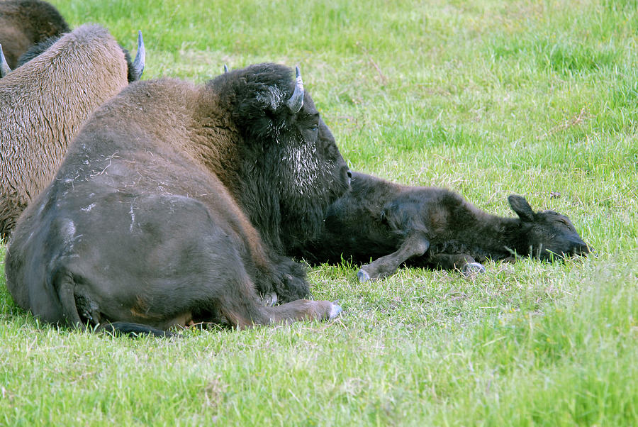 Water Buffalo Mother and Baby Photograph by Michelle Halsey